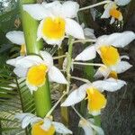 Dendrobium thyrsiflorum Flor