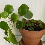 Pilea peperomioides ᱥᱟᱠᱟᱢ