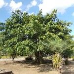 Ficus gomelleira Habitus