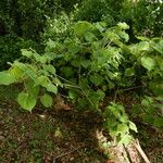 Abutilon hirtum Habit