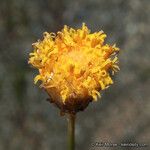 Bebbia juncea Blodyn
