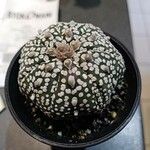 Astrophytum asterias Blatt