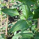 Vigna unguiculata Leaf