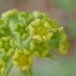 Bupleurum petraeum Fruit