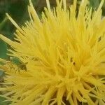 Centaurea collina 花