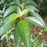 Miconia mirabilis Leaf