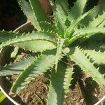 Aloe × spinosissima Hoja
