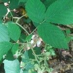 Rubus andegavensis Blüte