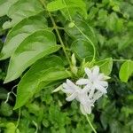 Jasminum auriculatum Leaf