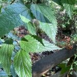 Celtis africana Folio