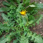 Taraxacum dissectum Лист