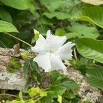 Thunbergia fragrans عادت داشتن