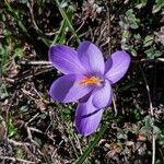 Crocus corsicus Flower