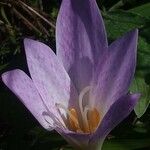 Colchicum autumnale Flor