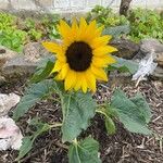 Helianthus annuusFlower