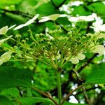 Viburnum opulus Virág