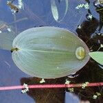 Potamogeton natans Blatt