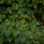 Lantana camara Flower