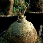 Pyrenacantha malvifolia Natur