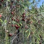 Juniperus oxycedrus Froito