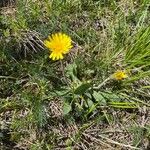 Leontodon incanus Flower