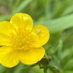 Ranunculus polyanthemos Flors