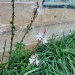 Asphodelus ramosus Kukka