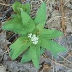 Comandra umbellata Habitus