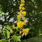 Sisymbrium strictissimum Çiçek