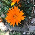 Gazania rigensBlomst