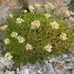 Saxifraga trifurcata Flower