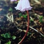 Soldanella pusilla Blomst