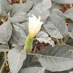 Datura innoxia Çiçek
