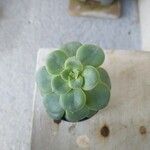 Echeveria australis Leaf