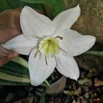 Urceolina × grandiflora Cvet