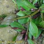 Lindernia palustris Other