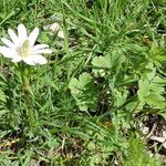 Anemone berlandieri Hàbitat