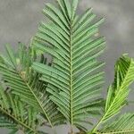 Anadenanthera colubrina ഇല