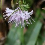 Helonias orientalis Flower