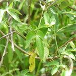Dalechampia scandens Hoja