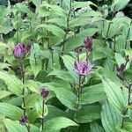 Tricyrtis hirta Leaf