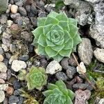 Sempervivum marmoreum ഇല