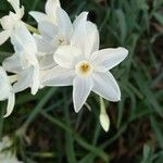 Narcissus papyraceus Květ