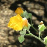 Abutilon palmeri Muu