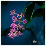 Medinilla magnificaফুল