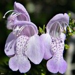 Conradina grandiflora Blüte