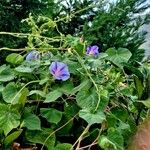 Ipomoea tricolor Habitus