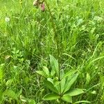 Lilium martagonLeaf