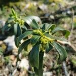 Daphne laureola Φύλλο