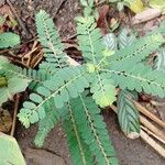 Phyllanthus amarus List